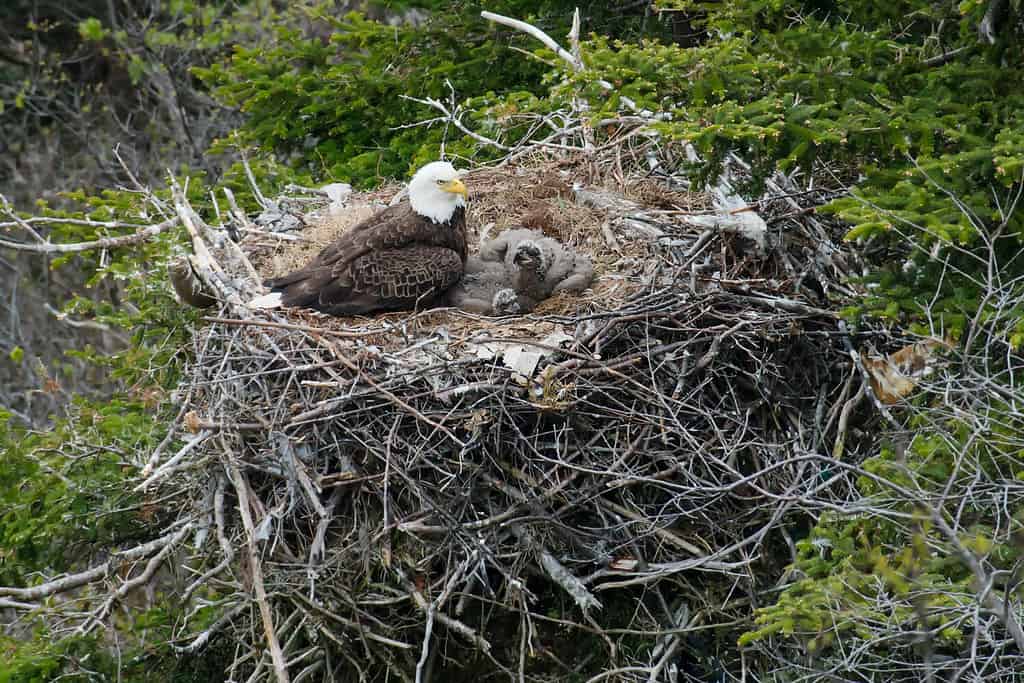 Un'aquila calva adulta fa la guardia a due pulcini in un nido in cima a un albero sul lato di una scogliera.  Sito storico nazionale di Signal Hill, San Giovanni, Terranova e Labrador, Canada.