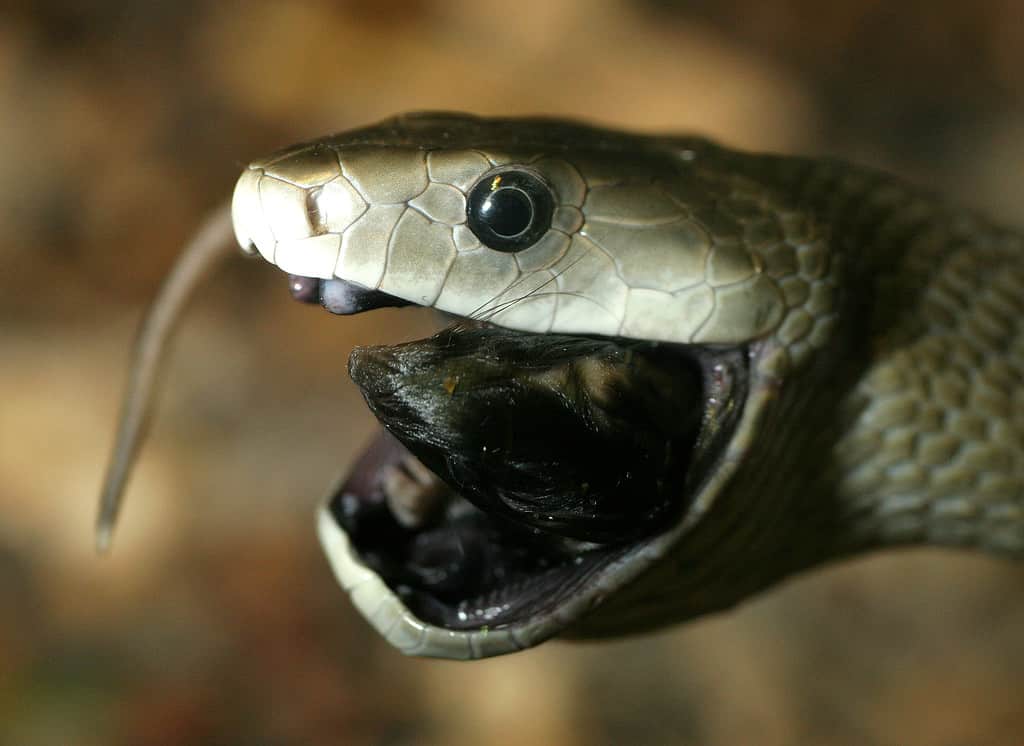 Black Mamba Dendroaspis_polylepis_eating