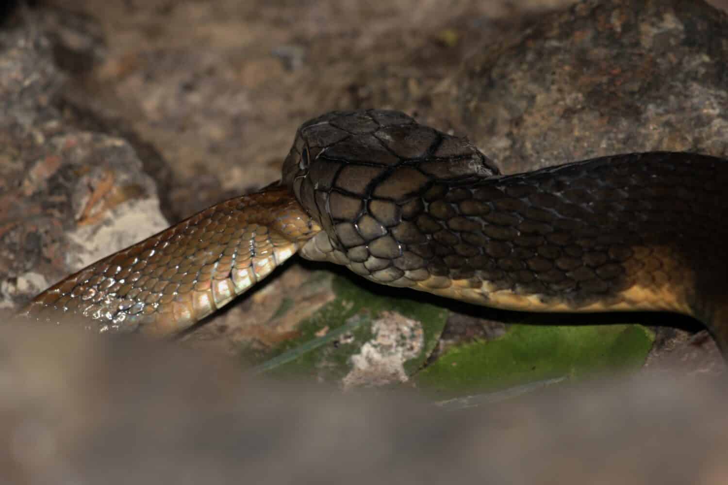 Allattamento.  King Cobra mangia i serpenti.