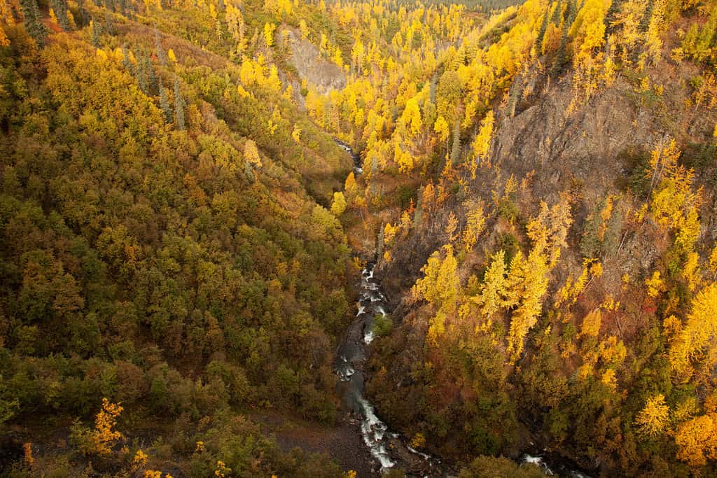 Hurricane Gulch una gola attraversata da un fiume.  Parchi autostrada Alaska Stati Uniti d'America