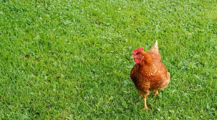 Singolo pollo della regina della cannella che sta nell'erba all'aperto.