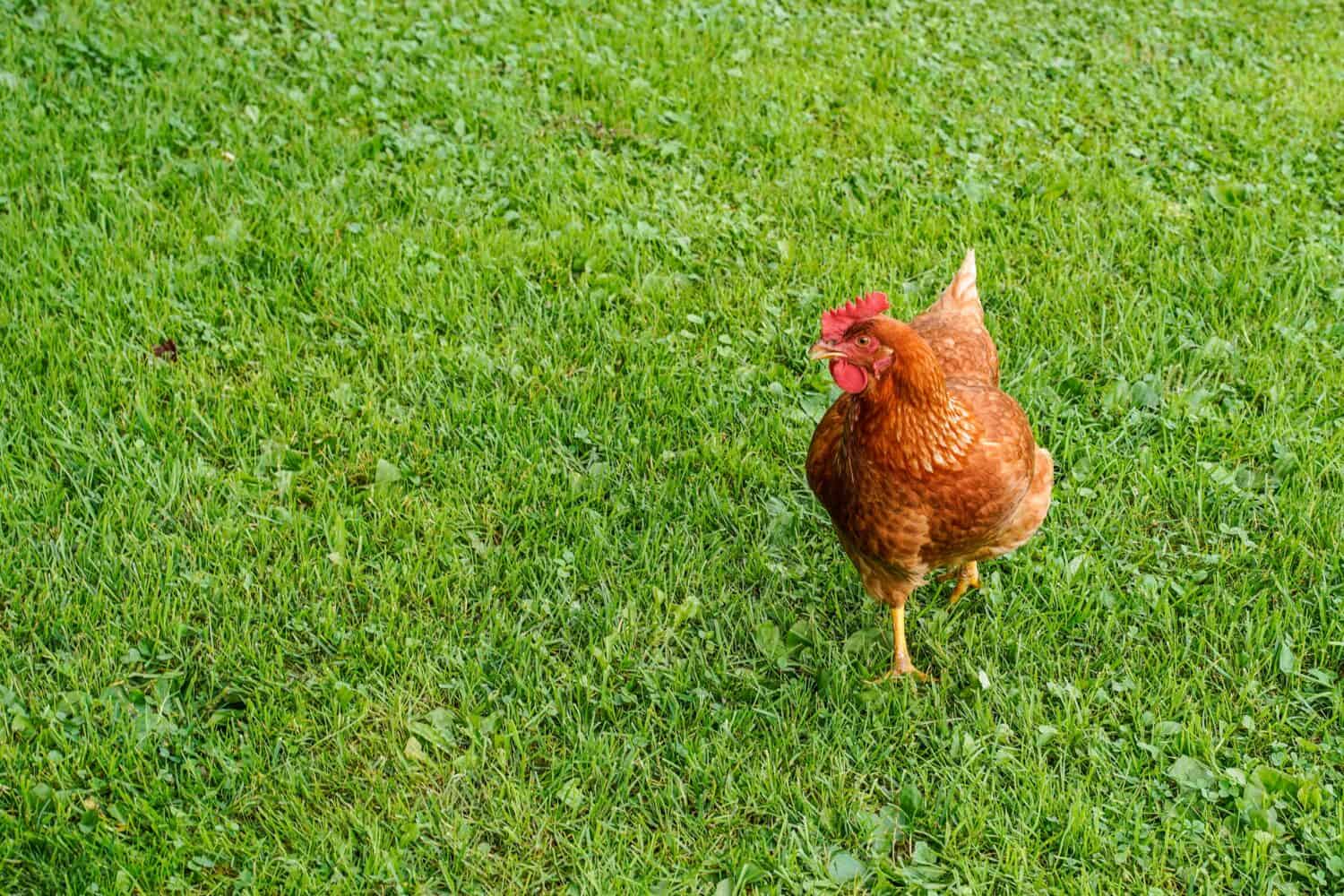 Singolo pollo della regina della cannella che sta nell'erba all'aperto.