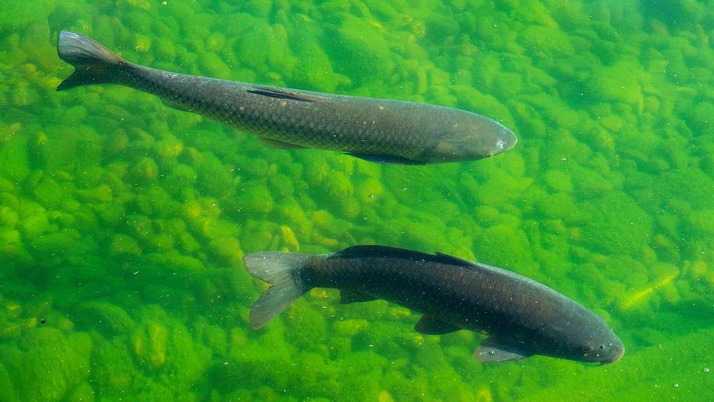 Nel lago nuotano la carpa comune (Cyprinus carpio) e la carpa erbivora (Ctenopharyngodon idella).