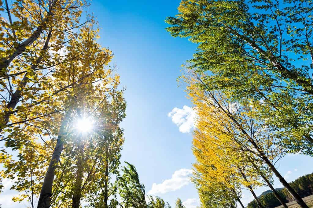 Alzando lo sguardo sul cielo blu chiaro con alberi di pioppo giallo.