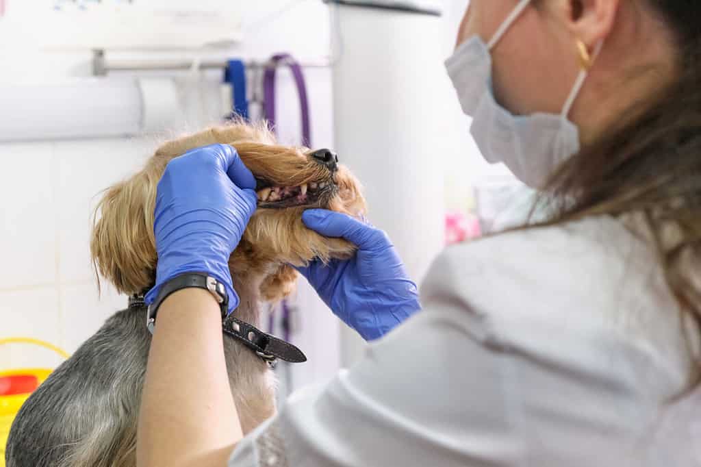 veterinario esamina i denti di un cane. Consultazione con un veterinario. Primo piano di un cane e delle zanne. Clinica veterinaria. Controllo dell'animale domestico. Assistenza sanitaria.