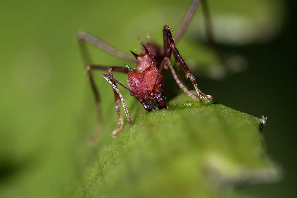 Primo piano di una formica tagliafoglie rossa focalizzata sulla rimozione delle foglie verdi fresche sulle piante nella Costa Rica tropicale
