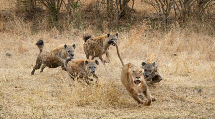 Una leonessa, Panthera leo, corre con le orecchie indietro e la bocca aperta da iene maculate, Crocuta crocuta