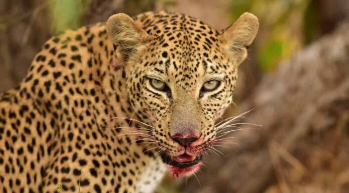 Leopardo che mangia la sua preda
