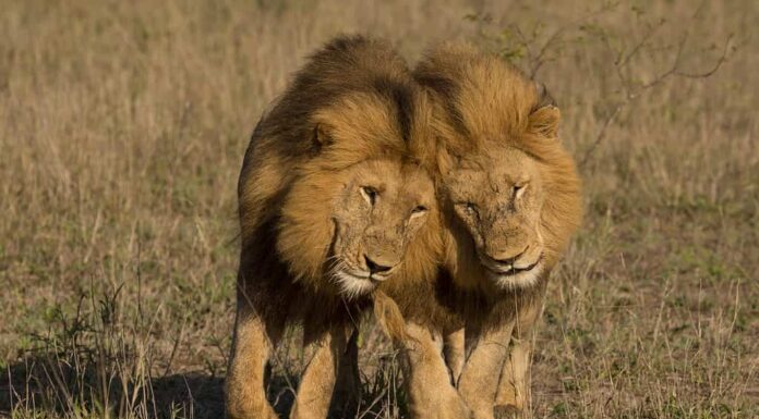 Due leoni maschi