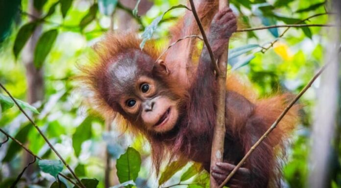 Animali con i pollici opponibili-orangutan