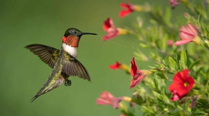 Un colibrì dalla gola rubino che si scrolla di dosso l'acqua