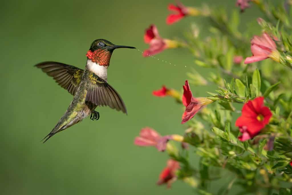 Un colibrì dalla gola rubino che si scuote dall'acqua