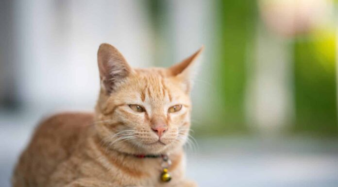 Il gatto giallo si siede nella posa della pagnotta, gli occhi semichiusi.