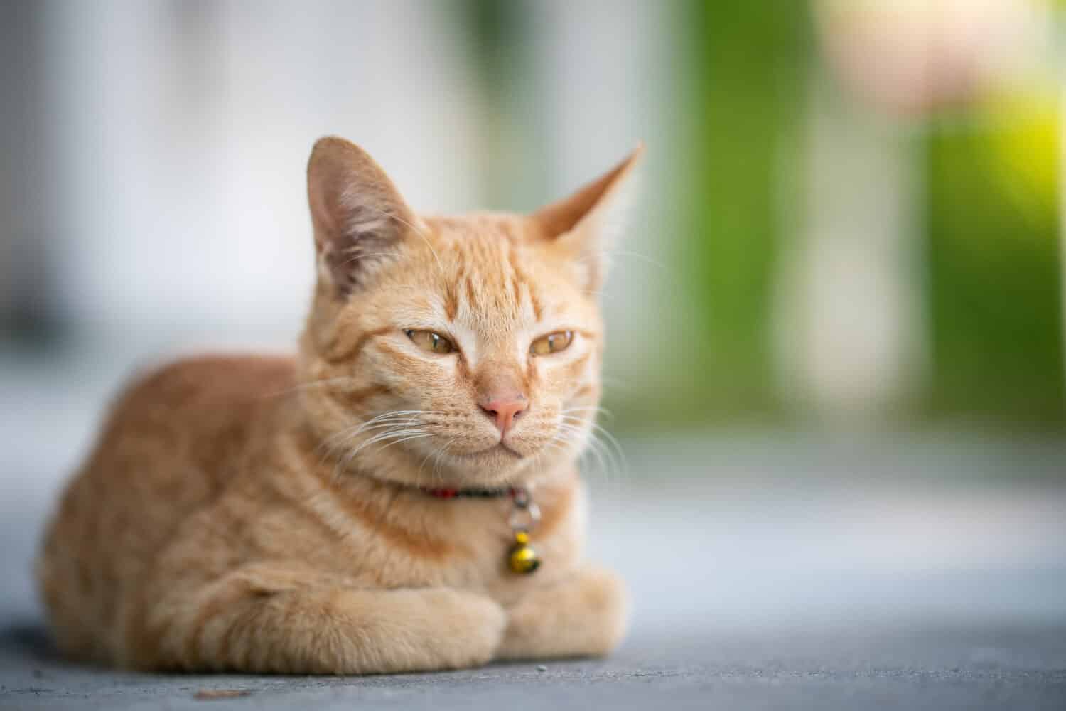 Il gatto giallo si siede nella posa della pagnotta, gli occhi semichiusi.