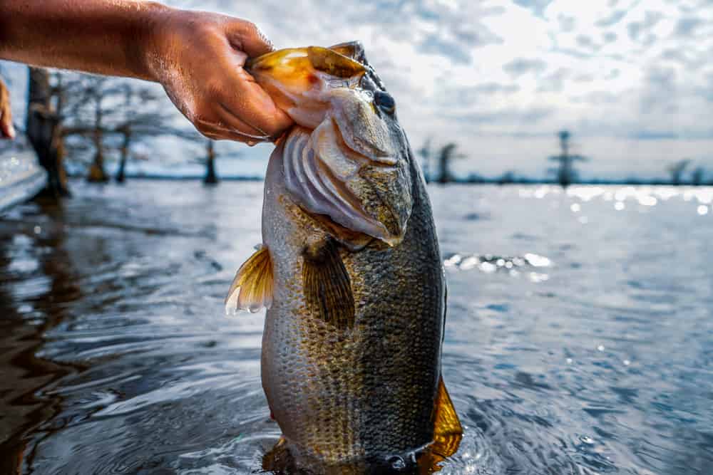 La pesca del persico trota è un'esperienza emozionante. 