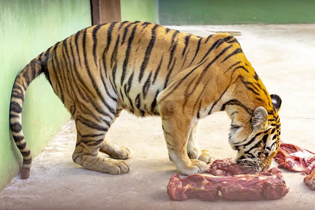 Una tigre adulta che mangia carne cruda in cattività