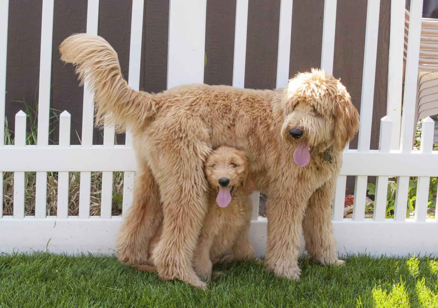 Un piccolo cucciolo di Goldendoodle (Woody) è seduto in posizione eretta sotto un cucciolo di Goldendoodle più grande (Toby) in piedi in un cortile