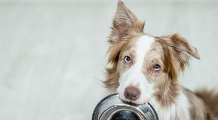 Cibo per cani professionale Victor