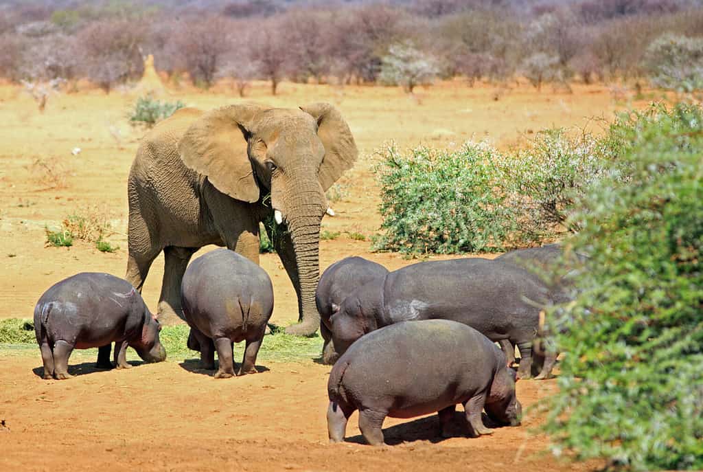 Un elefante isolato tra un branco di ippopotami nel Parco Nazionale di Erindi, Namibia, Africa meridionale