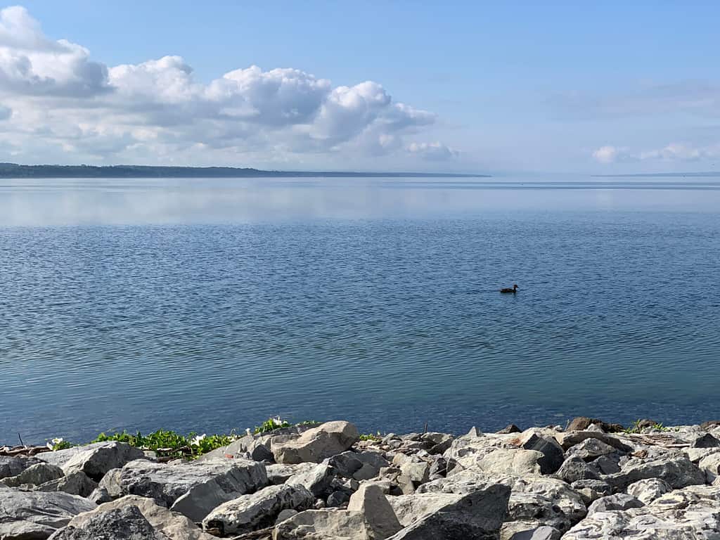 Uccello sul lago Seneca in estate