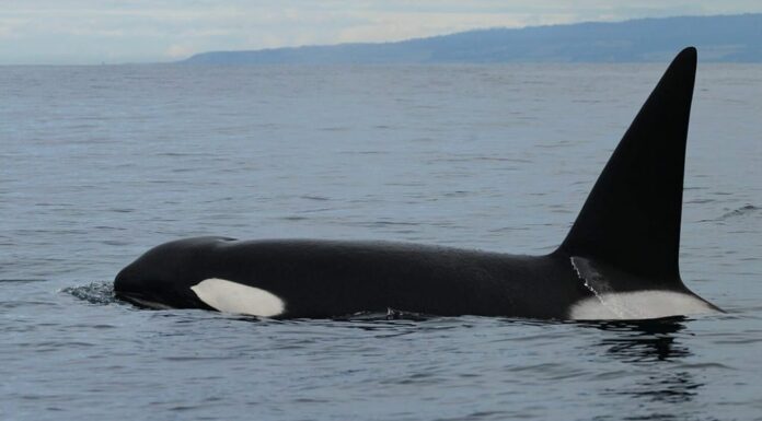 Biggs Killer Whale nuota intorno alla baia di Monterey, in California, durante l'alba.