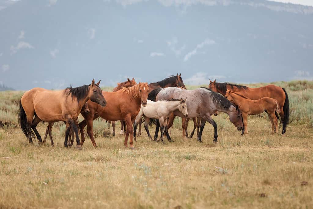 Mandria di American Quarter Horses nella zona di Dryhead del Montana di fronte alle Pryor Mountains