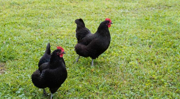 Quanto tempo impiega una gallina a deporre un uovo?
