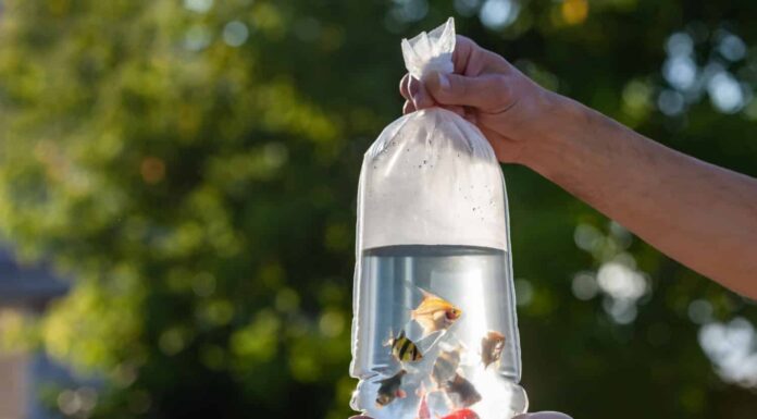 Le mani tengono una borsa trasparente con pesci d'acquario multicolore illuminati dal sole su uno sfondo sfocato.  Piccoli pesci in un sacchetto d'acqua