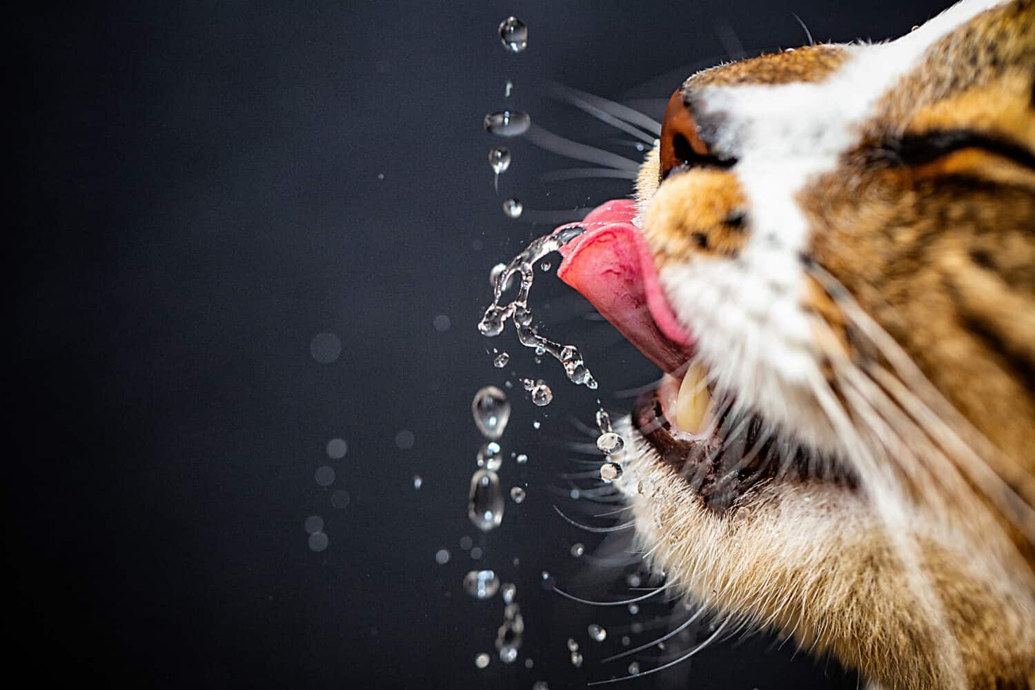 il gatto beve acqua