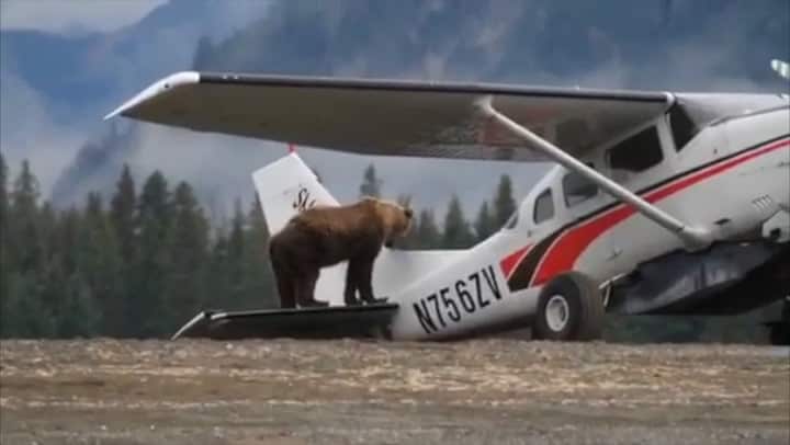 Grizzly su un aereo