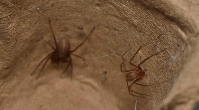 Primo piano di una coppia dopo l'accoppiamento (con maschio a destra e femmina a sinistra) del ragno recluso mediterraneo Loxosceles rufescens (Araneae: Sicariidae), un ragno importante dal punto di vista medico con veleno citotossico.