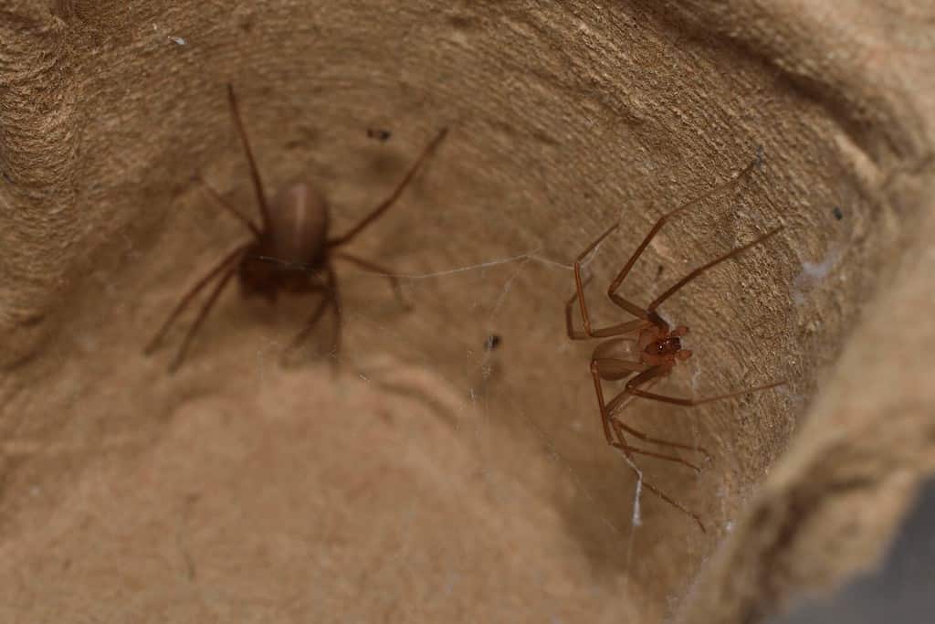 Primo piano di una coppia dopo l'accoppiamento (con maschio a destra e femmina a sinistra) del ragno recluso mediterraneo Loxosceles rufescens (Araneae: Sicariidae), un ragno importante dal punto di vista medico con veleno citotossico.