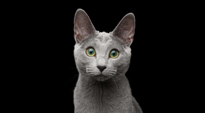 Ritratto ravvicinato del gatto blu russo con incredibili occhi verdi e sguardo di pelliccia grigio argento a porte chiuse su sfondo nero isolato