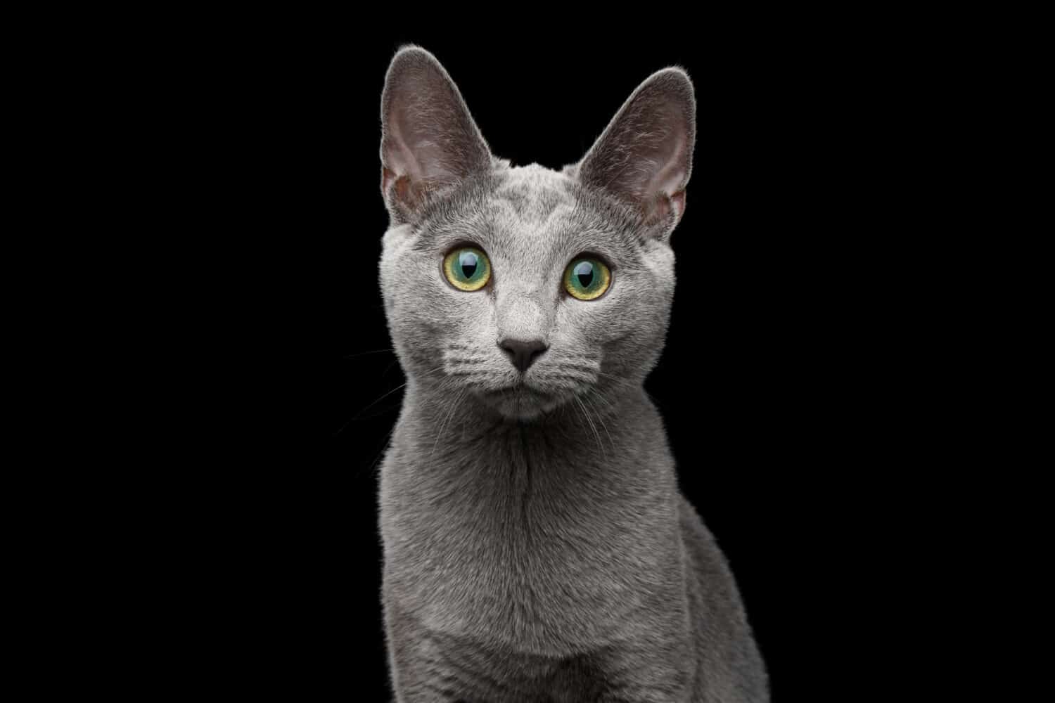 Ritratto ravvicinato del gatto blu russo con incredibili occhi verdi e sguardo di pelliccia grigio argento a porte chiuse su sfondo nero isolato