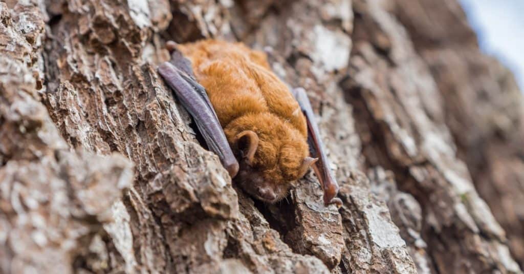 Il piccolo pipistrello bruno dorme sulla corteccia di un tronco d'albero.