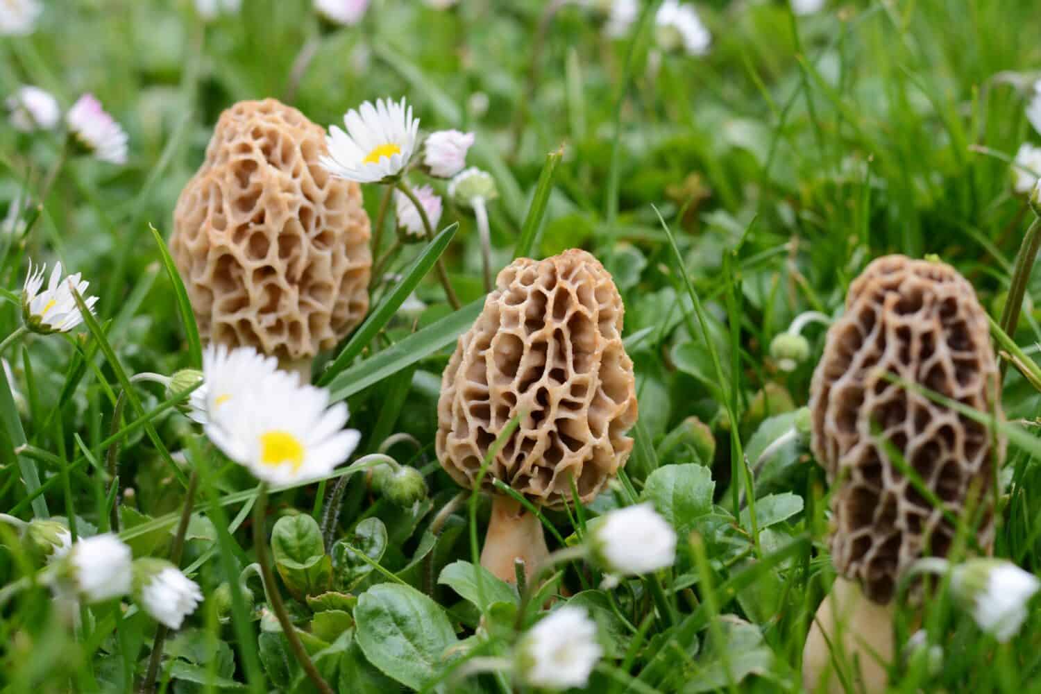 Morchella esculenta, (comunemente nota come spugnola comune, spugnola, spugnola gialla, spugnola vera