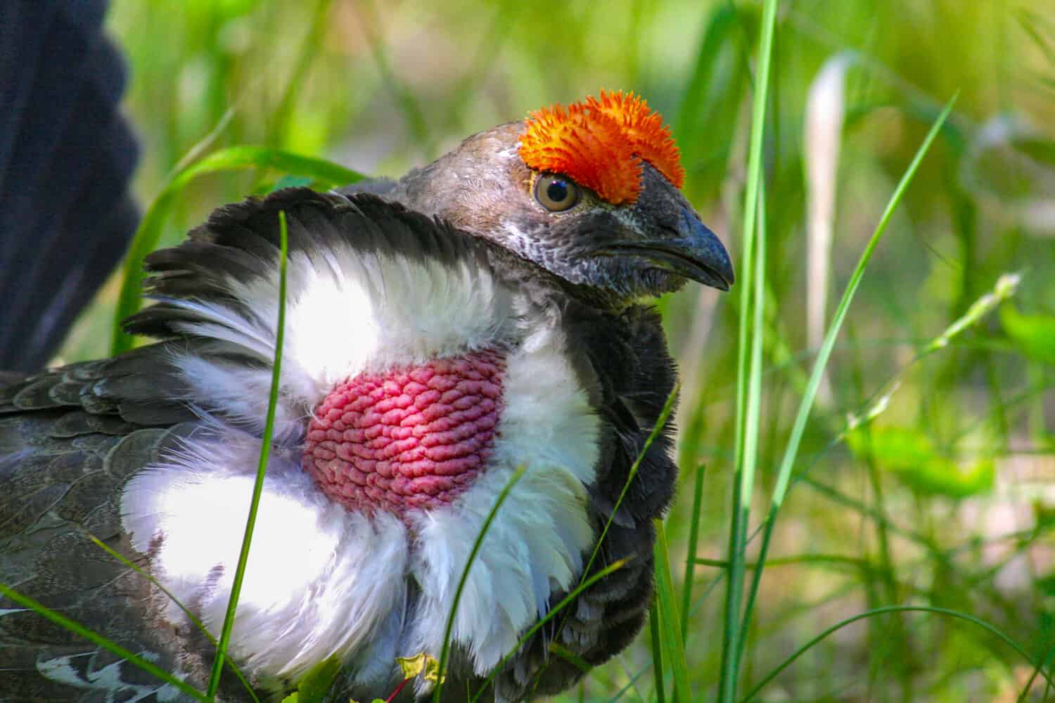 Gallo cedrone scuro in Idaho