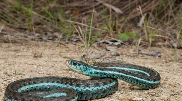 Scopri gli 8 serpenti più colorati trovati negli Stati Uniti
