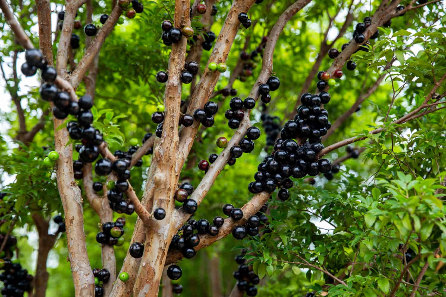 Frutta Jabuticaba.Il frutto esotico della jaboticaba che cresce sul tronco dell'albero.  Jabuticaba è l'albero d'uva originario del Brasile.  Specie Plinia cauliflora.  Il giovane frutto è verde.