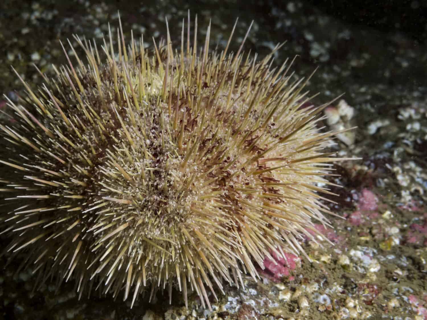 Green Sea Urchin (Strongylocentrotus droebachiensis)Un primo piano di un Green Urchin fotografato durante le immersioni subacquee nella British Columbia, Canada.  Spesso raccolto per uni (gonadi) e spedito in Giappone.