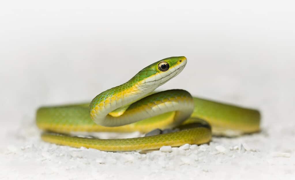 Serpente verde liscio