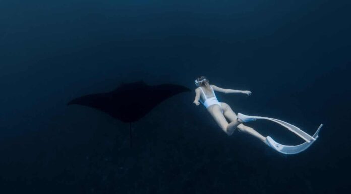 Donna apneista con pinne bianche nuota con la manta.  Apnea con una grande manta