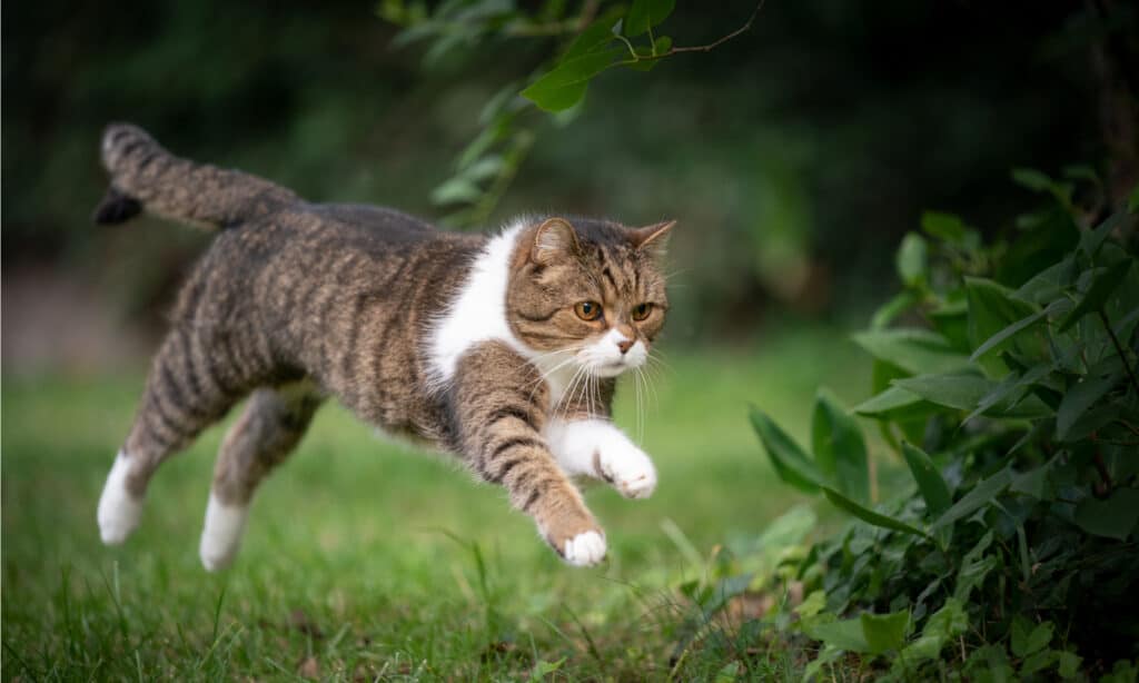 Gatto che corre in giardino