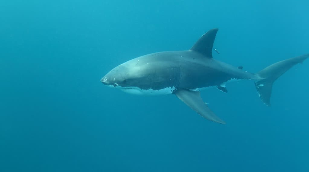 tagged grande squalo bianco, Carcharodon carcharias, nuotare nelle acque blu delle Isole Nettuno, South Australia
