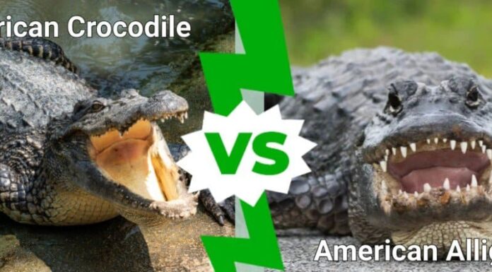 coccodrillo americano contro alligatore americano