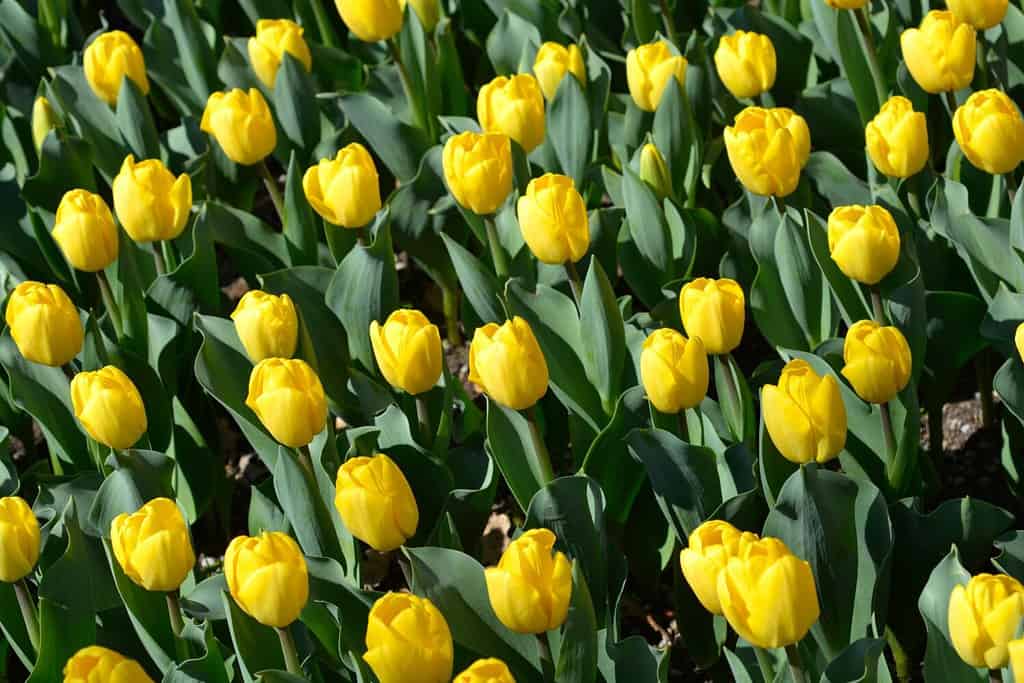 Fiori Tulip Strong Gold - Nome latino - Tulipa Strong Gold