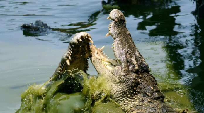 due coccodrilli combattono
