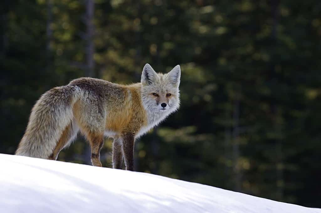 Red Fox (rara sottospecie Cascade) nell'habitat invernale nelle Cascade Mountains, Mount Rainier National Park, Washington;  Fauna selvatica / animale / natura / all'aperto / ricreazione del Pacifico nord-occidentale
