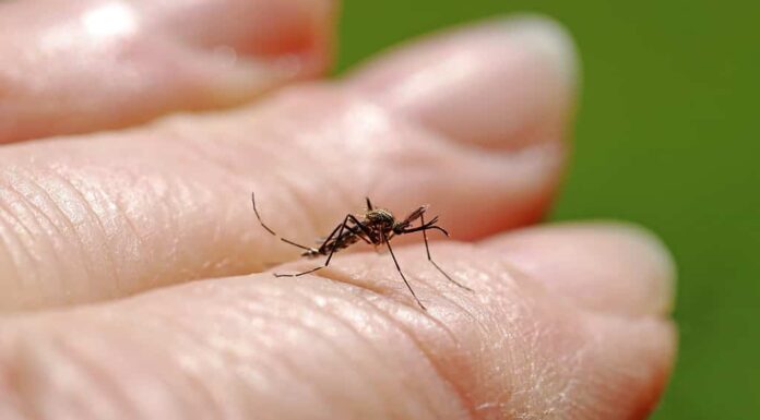 Una pericolosa zanzara asiatica (Aedes japonicus) sulla mano di una donna