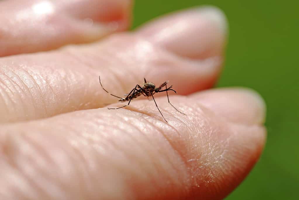 Una pericolosa zanzara asiatica (Aedes japonicus) sulla mano di una donna